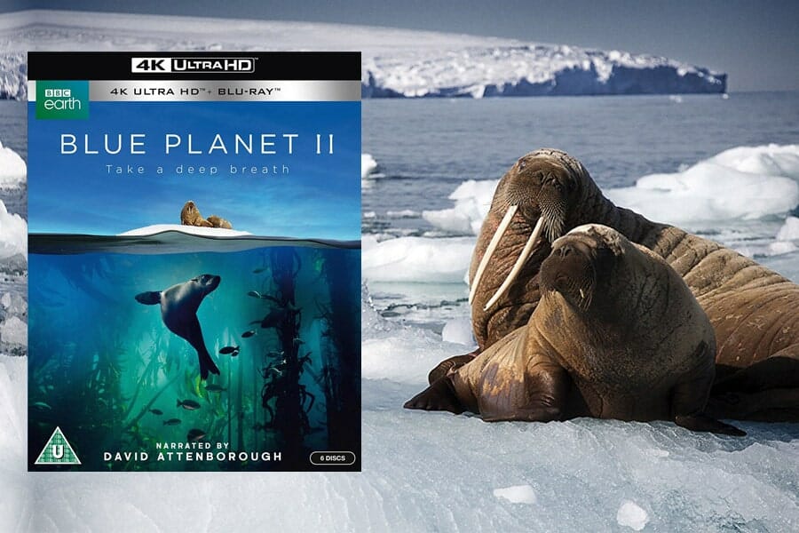 "Unser blauer Planet 2" soll Oster 2018 auf 4K UHD Blu-ray in den Handel kommen