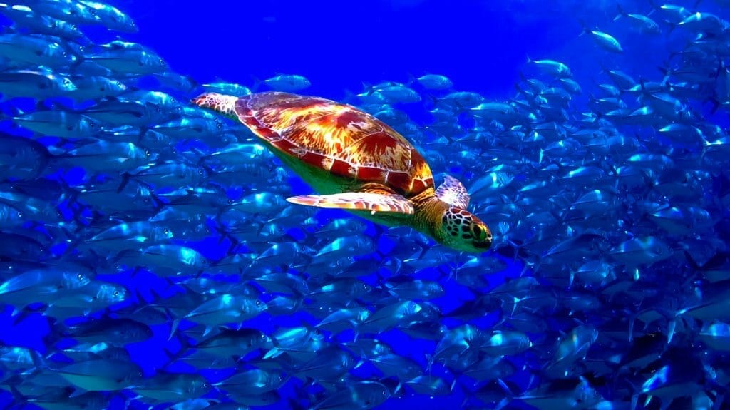 Manche Aufnahmen scheinen fast insziniert - so wie diese Schildkröte die vor einem Schwarm Fische schwimmt