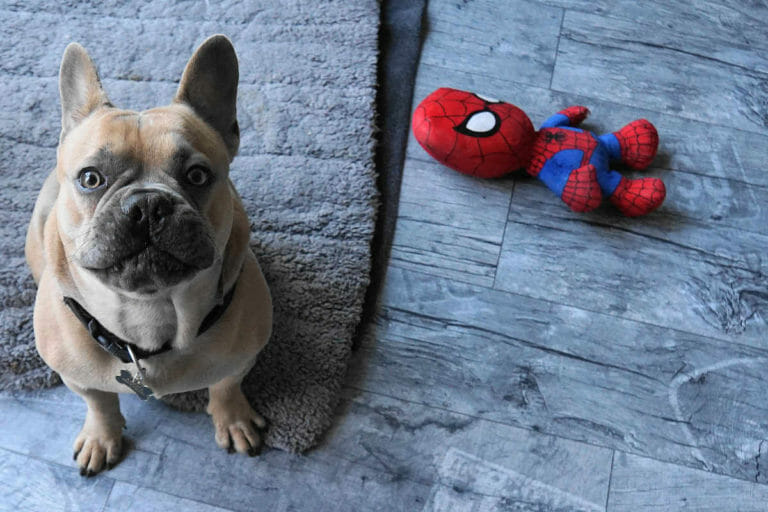 Keine Liebe für die Ultra HD Blu-ray: „Spider-Man: Far From Home“ in 4K / IMAX Enhanced nur via Streaming