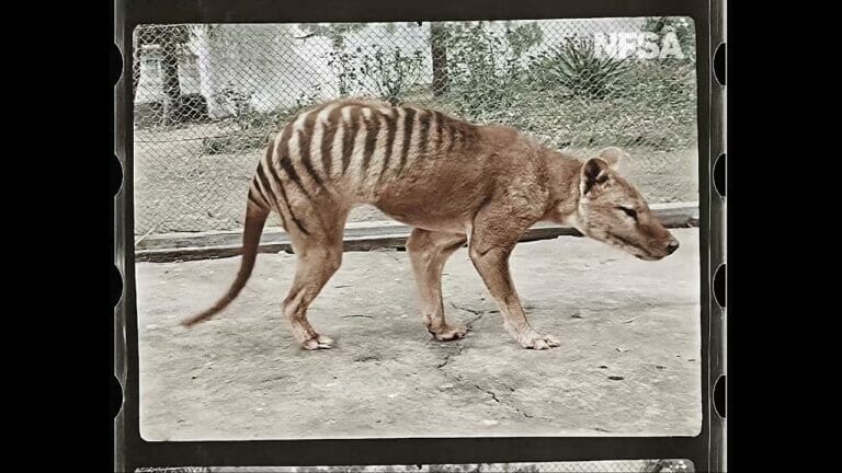 Kurios: 4K Restauration „erweckt“ ausgestorbenen Tasmanischen Tiger zum Leben